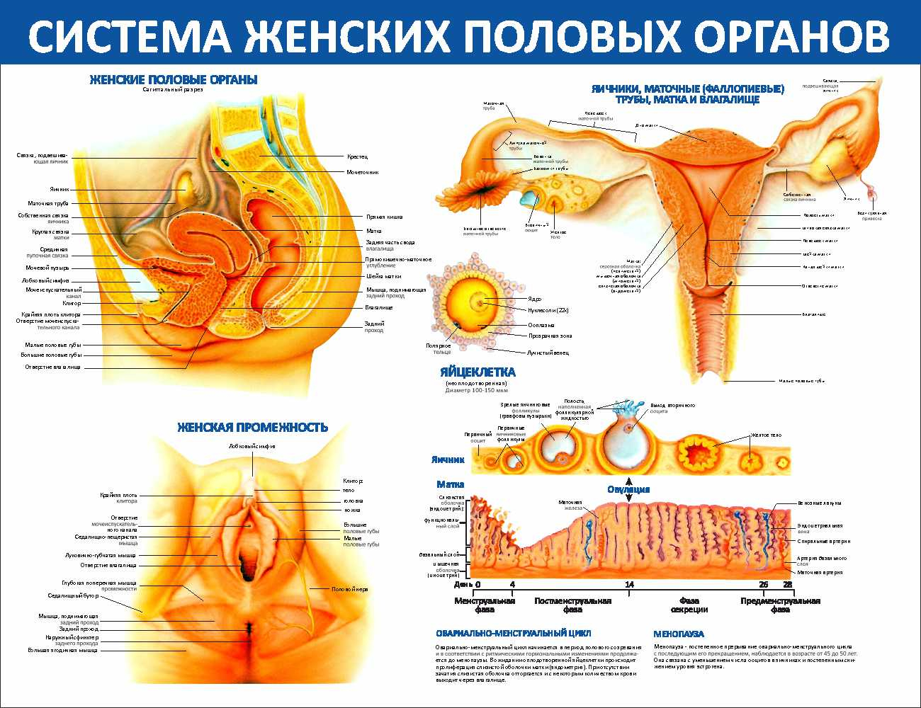 Развитие ребенка по неделям | Областной перинатальный центр | Ярославль